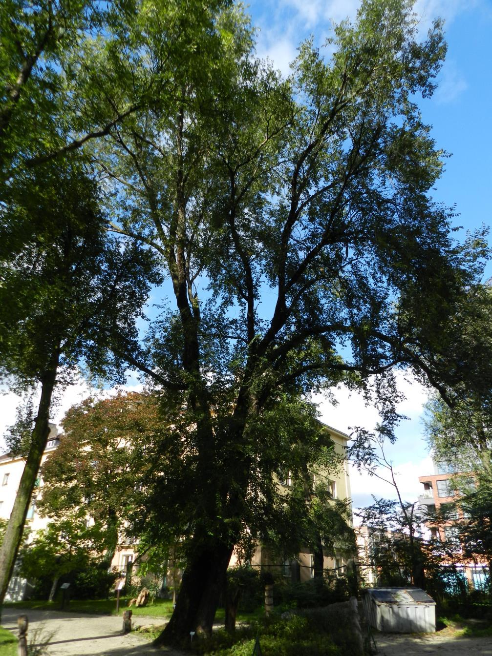 10. Wiąz syberyjski Ulmus pumila dwupniowy - wymiary: obwody 233, 135 cm; średnica (min./max.) 73/77, 41/45 cm; wysokość 23 m Drzewo bardzo szybko rosnące, o luźnej koronie i opadających gałęziach.