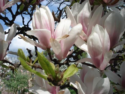 2. Magnolia pośrednia Magnolia soulangiana, dwupniowa wymiary: obwody 51, 39 cm; średnice 15, 11 cm; wysokość 5, 8m
