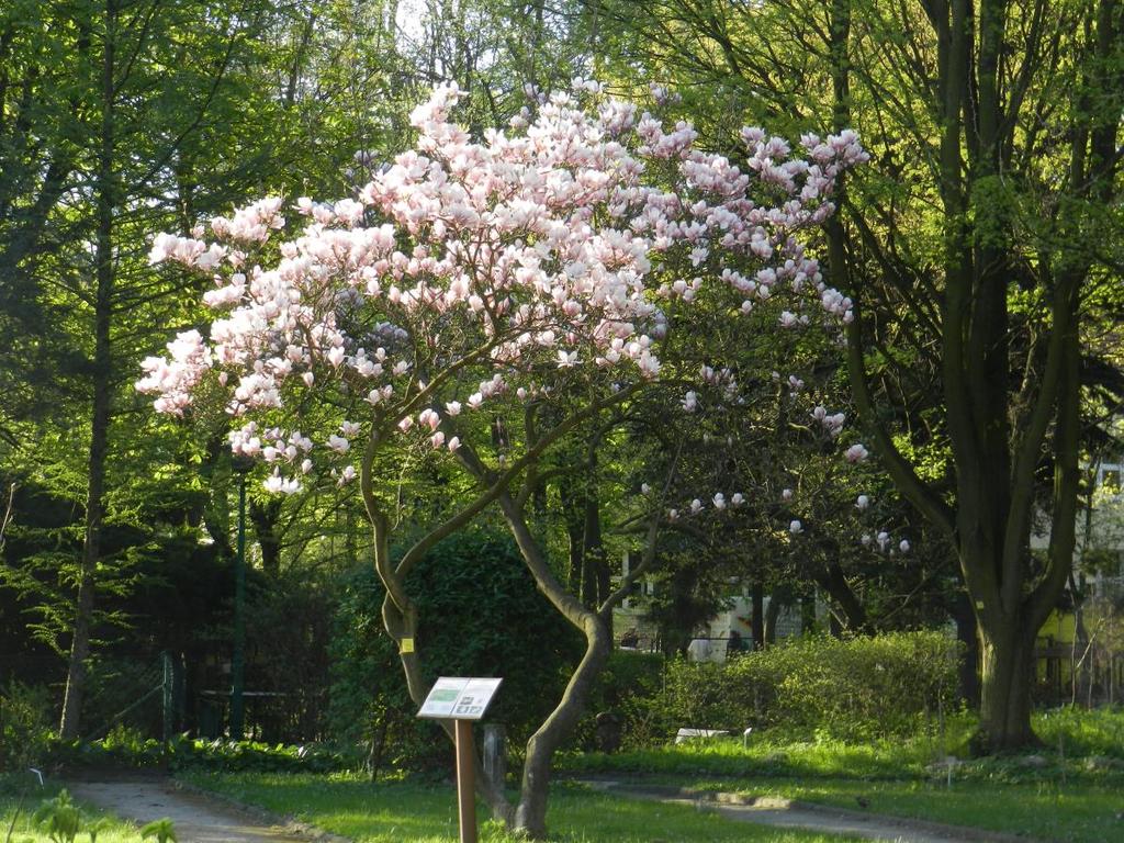 Tak dużych kwiatów, będących główną ozdobą magnolii, nie ma żadne z krajowych drzew.