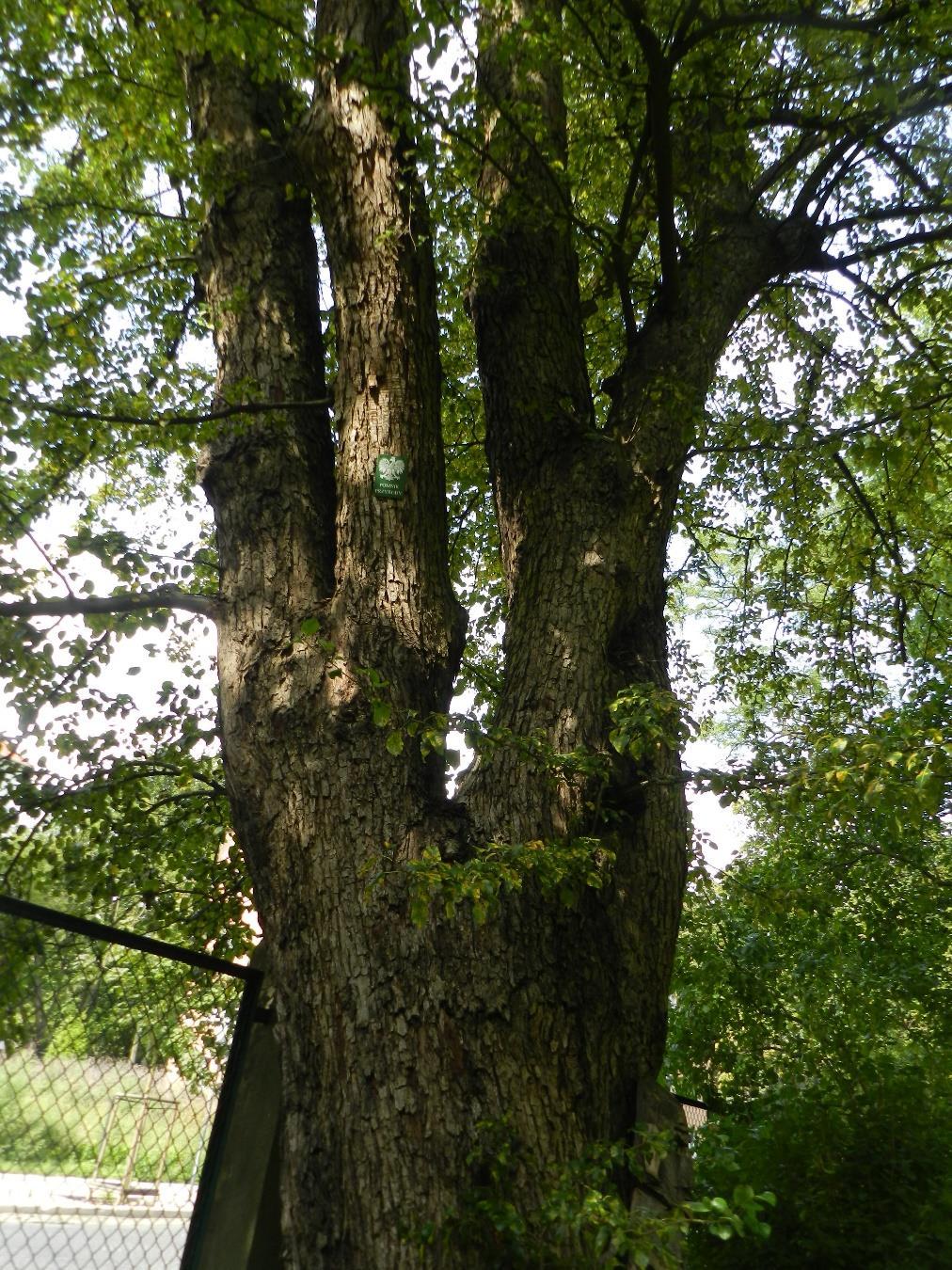 3. Grusza polna Pyrus pyraster wymiary: obwód 275 cm; średnica (min./max.