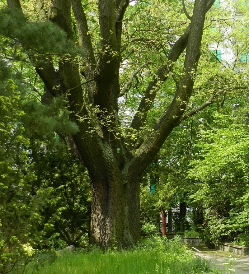 6. Dąb burgundzki odm. wąskolistna Quercus cerris v. austriaca wymiary: obwód 387 cm; średnica (min./max.