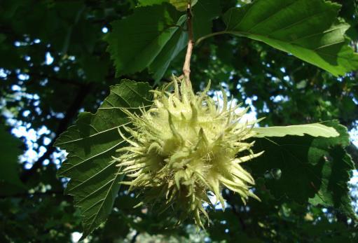 5. Leszczyn a turecka Corylus colurna dwupniowa - wymiary: obwody 148, 96 cm; średnice 44, 25