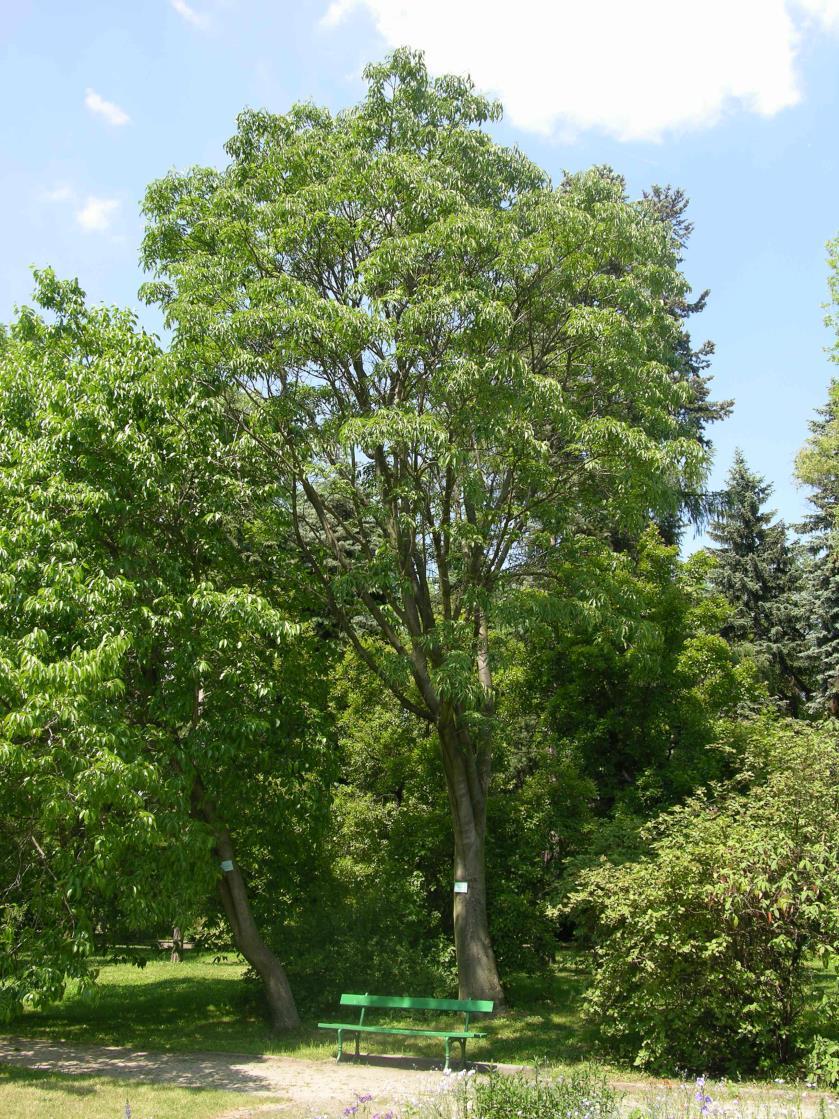 6. Ewodia koreańska (E. Daniella) Tetradium daniellii wymiary: obwód 177cm; średnica (min./max.
