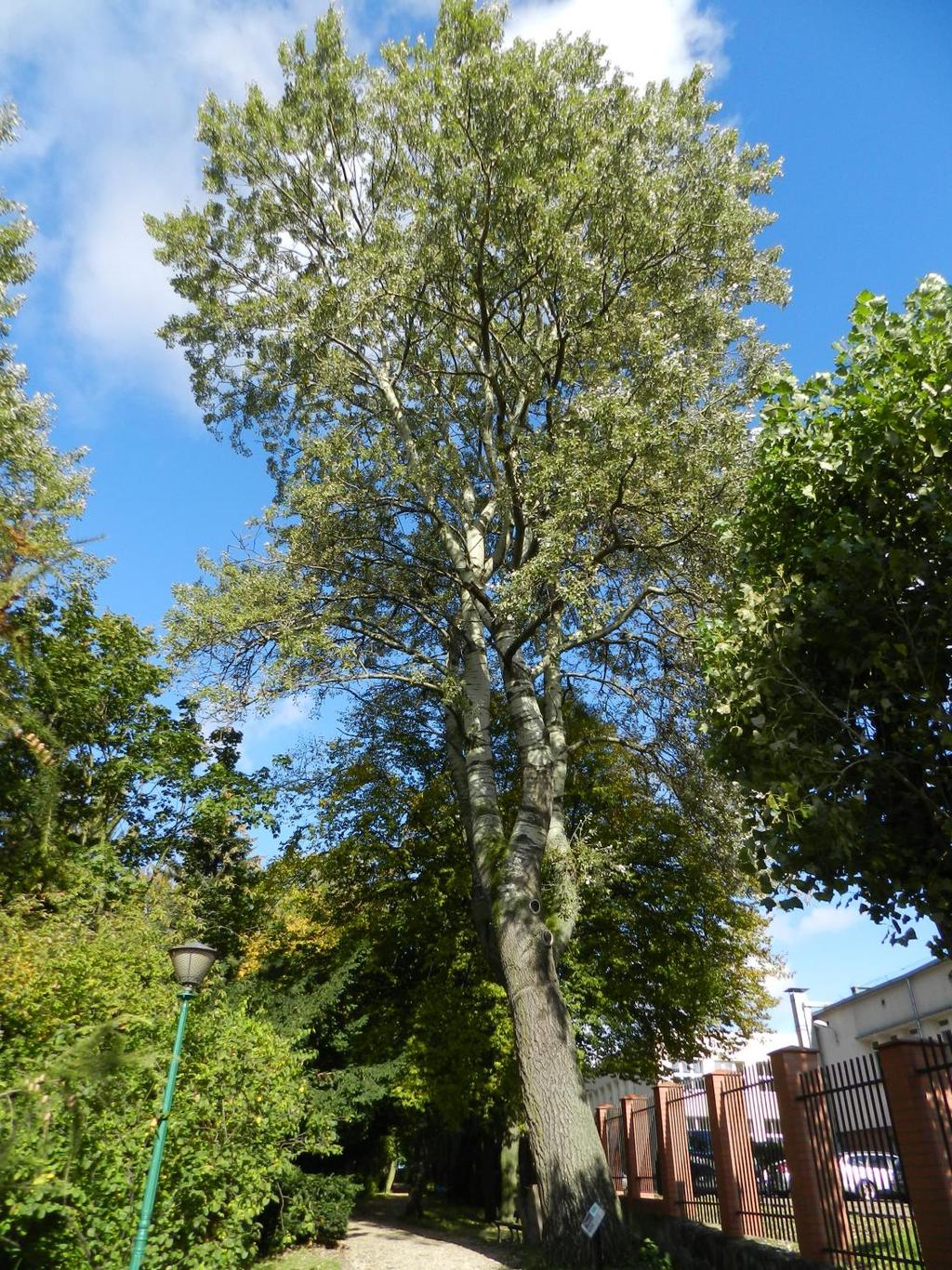 7. Topola szara Populus canescens wymiary: obwód 323 cm; średnica (min./max.) 96/107 cm; wysokość 21,5 m Drzewo o ładnym pokroju. Gruby pień ze wzniesionymi potężnymi, gładkimi i jasnymi konarami.