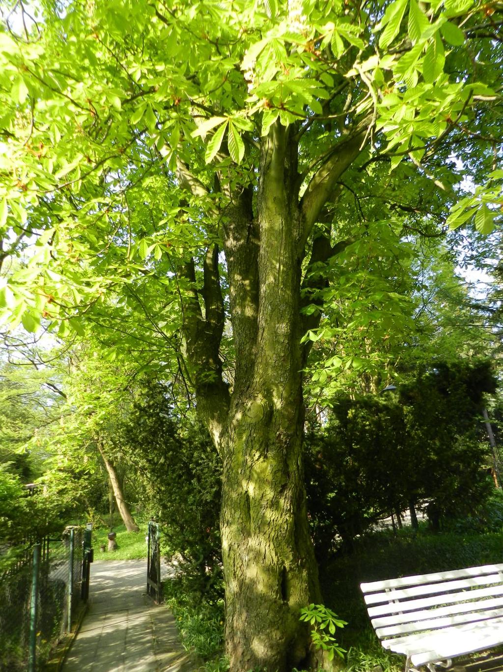 9. Kasztanowiec biały Pyramidalis Aesculus hippocastanum Pyramidalis wymiary: obwód 272 cm; średnica (min./max.) 83/92 cm; wysokość 19 m Okaz o przepięknym pokroju.