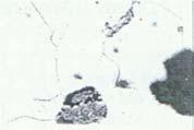 adzania bliskiej Ar 11 (840 C),