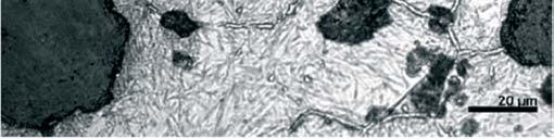 szej temperaturze, ni w eliwie austenityzowanym w temperaturze 1000 C, w którym istnieje potrzeba dyfuzyjnego odprowadzania do wydziele grafitowych wi kszej ilo ci w gla (rys. 72).