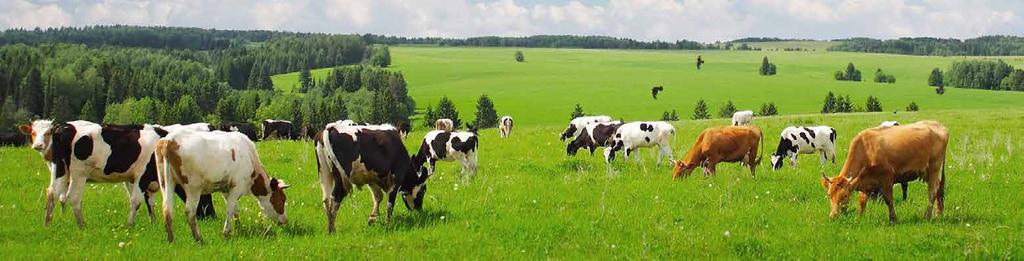 Bydło Pogłowie bydła stale wzrasta. W 2014 r. wynosiło 1482,1 mln sztuk, w 1970 r. 1081,6 mln, w 1980 r. 1217,0 mln, w 1990 r. 1296,8 mln, w 2000 r.