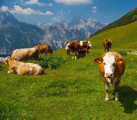 przemysłowymi. Krowy mleczne wymagają starannej pielęgnacji produkcja mleka zależy od: jakości żywienia, regularności dojenia, odpowiedniego wyposażenia i bazy transportowej (np. tzw.