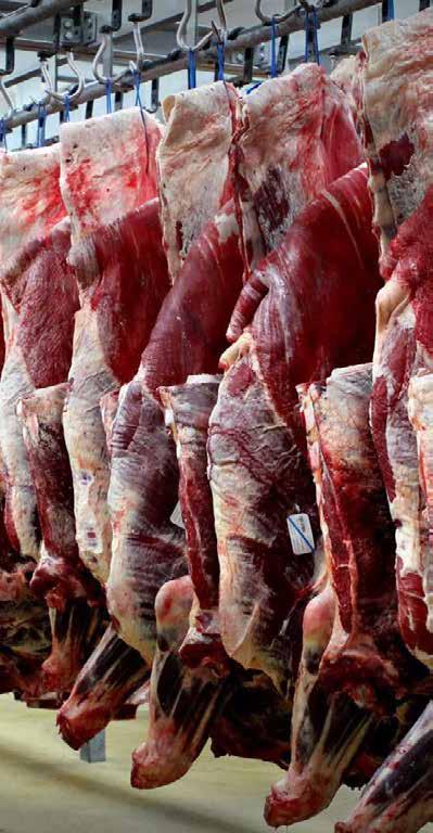 Wielkość produkcji mięsa wołowego z uboju na świecie Produkcja mięsa wołowego z uboju wzrasta. W 2013 r. produkcja wynosiła 64,0 mln t, w 2000 r. 56,2 mln t, w 2005 r. 59,7 mln t, w 2010 r.