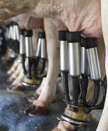Wielkość produkcji mleka na świecie Produkcja mleka na świecie stale rośnie. W 2013 r. produkcja mleka krowiego wynosiła 635,6 mln t, w 1960 r. 314 mln t, w 1980 r. 428 mln t, w 2000 r.