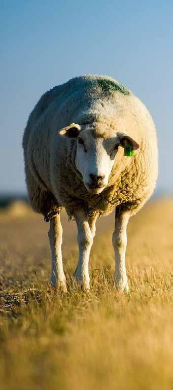 Duże znaczenie ma także chów owiec Ich pogłowie w 2014 r. wynosiło 1209,9 mln szt. w 1970 r. 1063,3 mln, w 1980 r. 1098,7 mln, w 1990 r. 1205,7 mln, w 2000 r. 1059,1 mln, w 2010 r. 1127,5 mln.