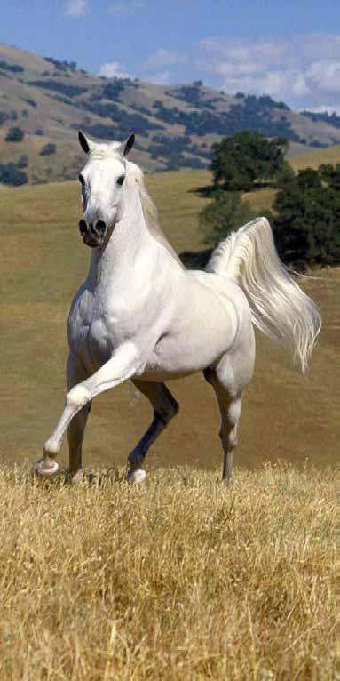 Hodowla koni w Polsce Polskie konie znane są na całym świecie ze względu na wieloletnie tradycje, jakie posiadamy w ich hodowli.