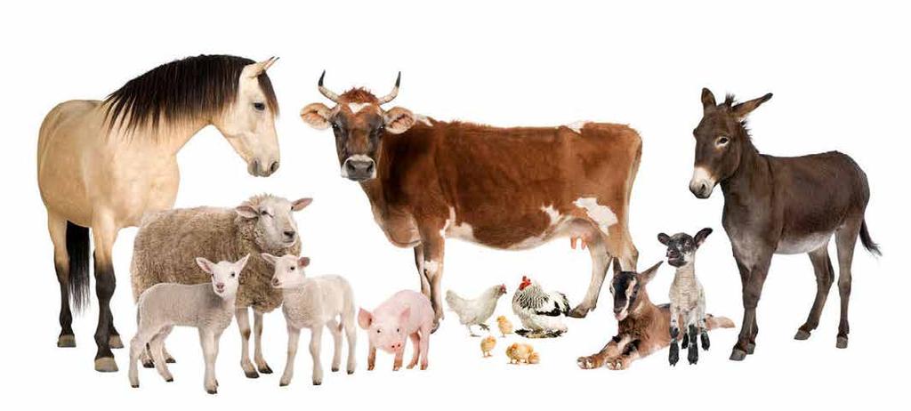 Największe znaczenie spośród zwierząt hodowlanych mają trzoda chlewna, bydło, owce i drób.