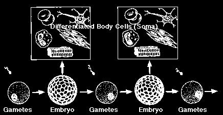 Linia płciowa i soma U człowieka embrion płci żeńskiej oddziela komórki linii