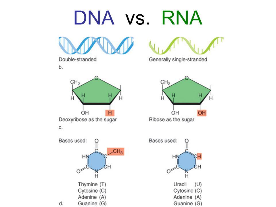 RNA a DNA Bardzo podobne cząsteczki Podobna zasada funkcjonowania (komplementarne pary zasad) Różnice RNA jest jednoniciowy cukrem jest ryboza, a nie