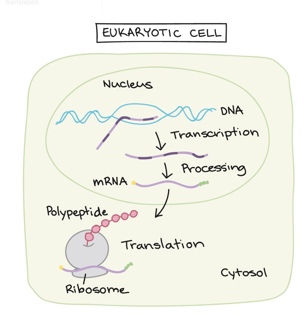 Złożone losy RNA U eukariontów mrna służący do syntezy białka nie jest prostą kopią sekwencji DNA Po drodze zachodzi wiele procesów obróbki