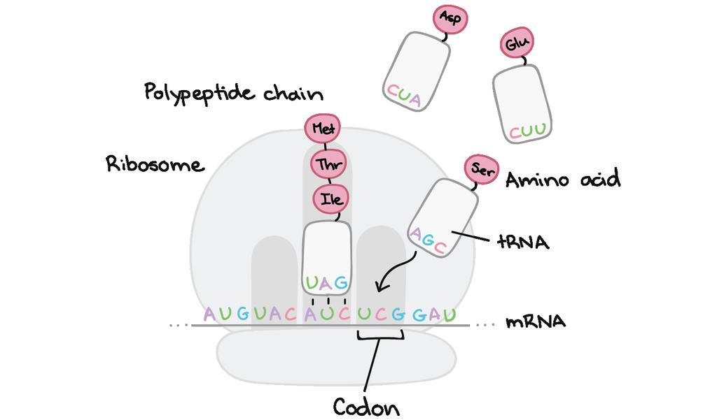 Translacja Translacja zachodzi w rybosomach
