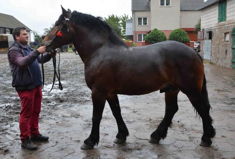 Nr kat.8. Ogier JUBEST, rasa: polski koń zimnokrwisty Ogier urodzony 13.05.2015 roku, maści gniadej 638 G By BEST II (z) 2341 G By JULA (z) 505 G By - sztum.