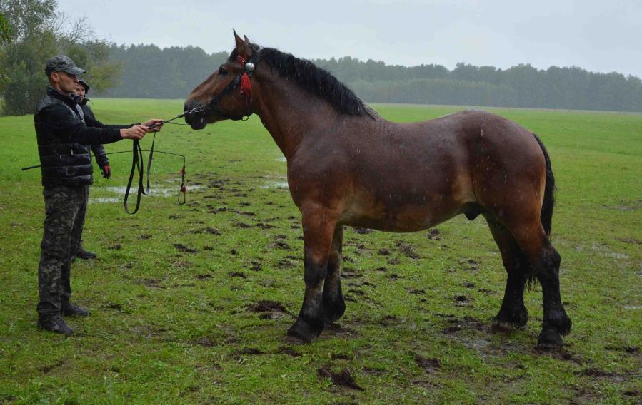 Nr kat.11. Ogier BELAR, rasa: polski koń zimnokrwisty Ogier urodzony 11.03.2015 roku, maści gniadej 5 G Bł VICIEUX DE BEAUMONT (FRA) (ard. fr) 6314 G Bł BIERKA (z) MARIOLE DU LIEU (ard.