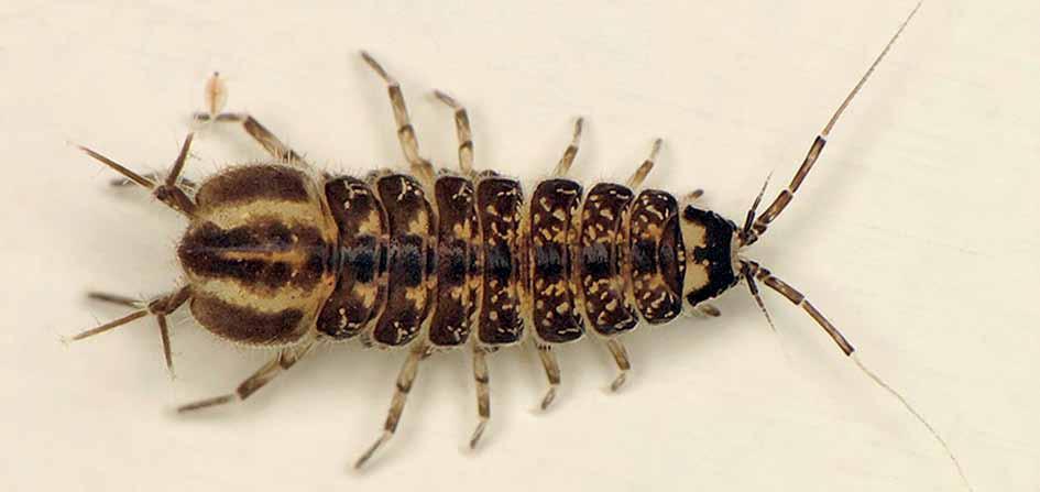 ZWIERZETA