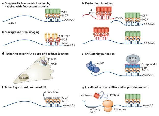 Traditional and novel uses of MS2-like systems to investigate mrna biology In the right place at the right time: