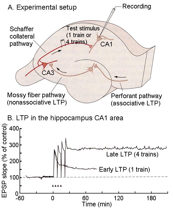 Medial perforant path LTP - a well