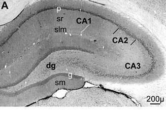 layer and molecular layer of dentate