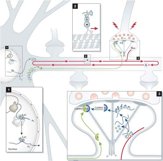 Sushi belt model Figure 2 from Michael Doyle and Michael A Kiebler The EMBO Journal