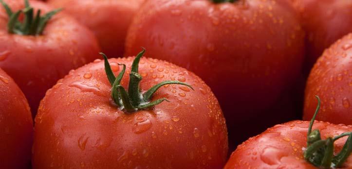mięsistego Growdena najpopularniejsza odmiana w segmencie pomidorów mięsistych Odporność: HR: ToMV 0-2 / V / Fol 1-2 / For / Ff 1-5 - owoc o masie 190-230 g, płaski i