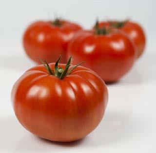 BRIGHTINA Tradycyjny smak pomidora BRIGHTINA Tradycyjny smak pomidora Wysoki plon wczesny W pierwszym miesiącu zbiorów, w zależności od terminu sadzenia, zbiory zaczynają się wcześniej i są wyższe od
