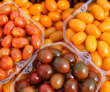 Z powodu warunków pogodowych wielu producentów pomidora malinowego narzekało na drobne owoce na pierwszych gronach najpopularniejszych odmian z tego segmentu.