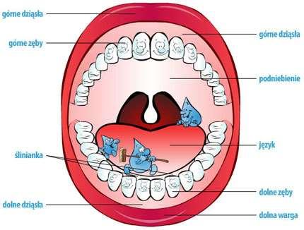 Jama ustna Jama ustna jest przystosowana do pobierania pokarmu i rozpoczęcia procesu trawienia.