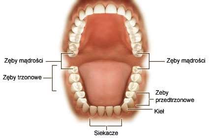 Około 6 roku życia rozpoczyna się wymiana zębów mlecznych na stałe. Dorosły człowiek ma 32 zęby stałe, tzn.