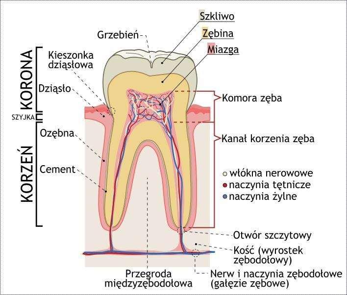 Budowa zęba W każdym zębie wyróżnia się: Koronę Szyjkę Korzeń Na powierzchni zęba jest