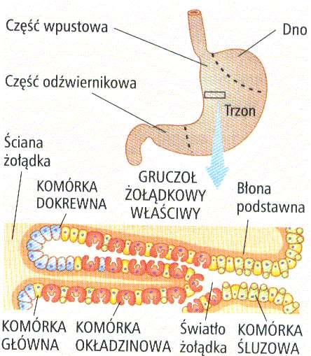 Żołądek Wewnętrzną warstwę wyścielającą wnętrze żołądka stanowi błona śluzowa.