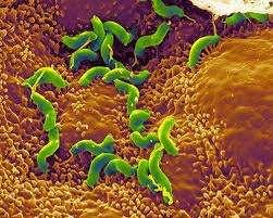 Helicobacter pylori - szacuje, że zainfekowanych tą bakterią jest ok. 70% ludzi w krajach rozwijających się i ok. 30% w krajach rozwiniętych.