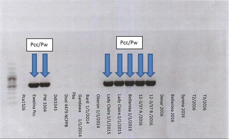 Pectobacterium carotovorum subsp. carotovorum/ P.