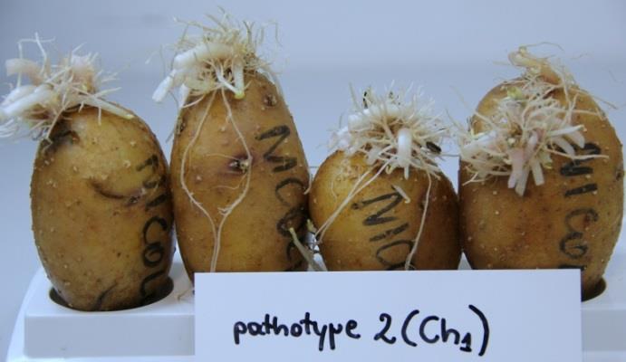 5. Ocena odporności odmian ziemniaka na wirulentne patotypy Synchytrium endobioticum (do 20
