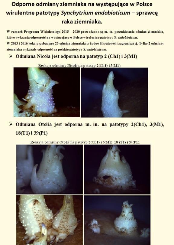 6. Opracowanie broszury rekomendującej odmiany odporne na raka ziemniaka do uprawy w rejonach Polski południowej zagrożonych porażeniem pól przez Synchytrium endobioticum Broszura zostanie