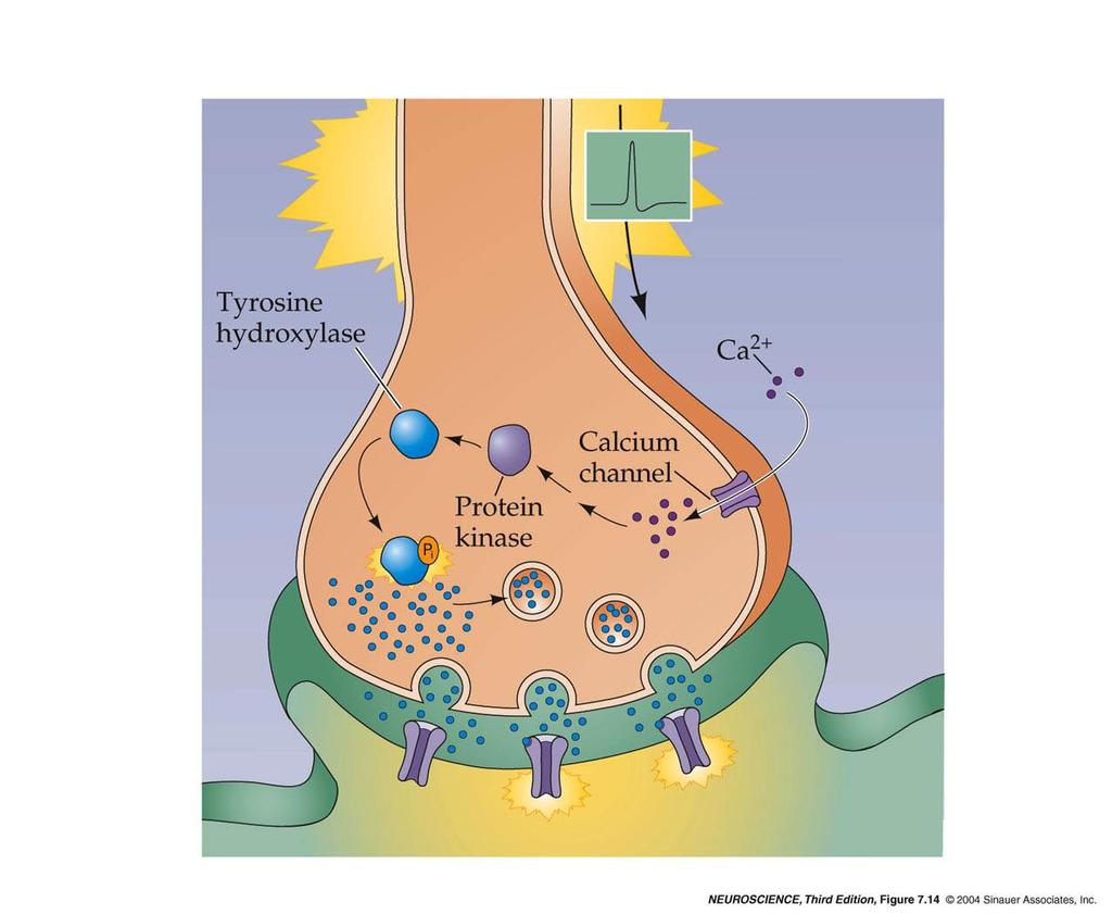 Regulacja hydroksylazy tyrozyny przez fosforylację Fosforylacja hydroksylazy tyrozyny i/lub wzrost Ca2+ zwiększają jej aktywność (a zatem i syntezę katecholamin)