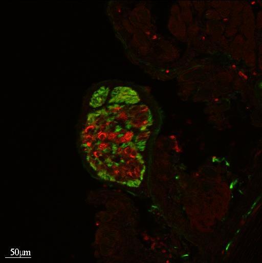 CGRP (red) GAP43