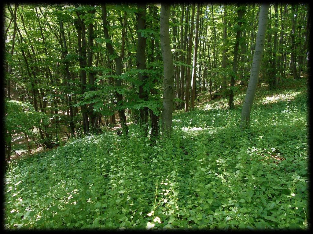 ZBIOROWISKA LEŚNE Występowanie na terenie Parku 12 zespołów roślinnych leśnych; (Pruno-Ligustretum, Rubo fruticosi-prunetum spinosae, Salicetum triandro-viminalis, Salicetum albo-fragilis, Salicetum