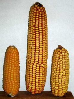 Postęp hodowlany w praktyce: Porównanie plonowania odmian populacyjnych i mieszańcowych (F1) kukurydzy (Radzików, 2013) Odmiana Odmiany populacyjne plon brutto [t/ ha] SM [%] Plon (15%H 2