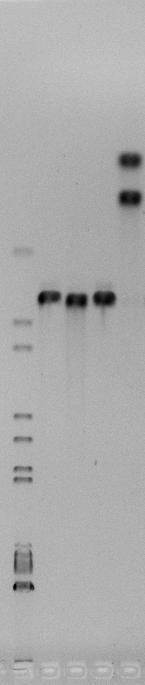 1.) Założono 2 doświadczenia polowe (Łagiewniki, Wiatrowo) z : odmianą populacyjną rzepaku ozimego- Polka o wysokiej zawartości kwasu oleinowego (mutant, dla którego opracowano marker genetyczny typu