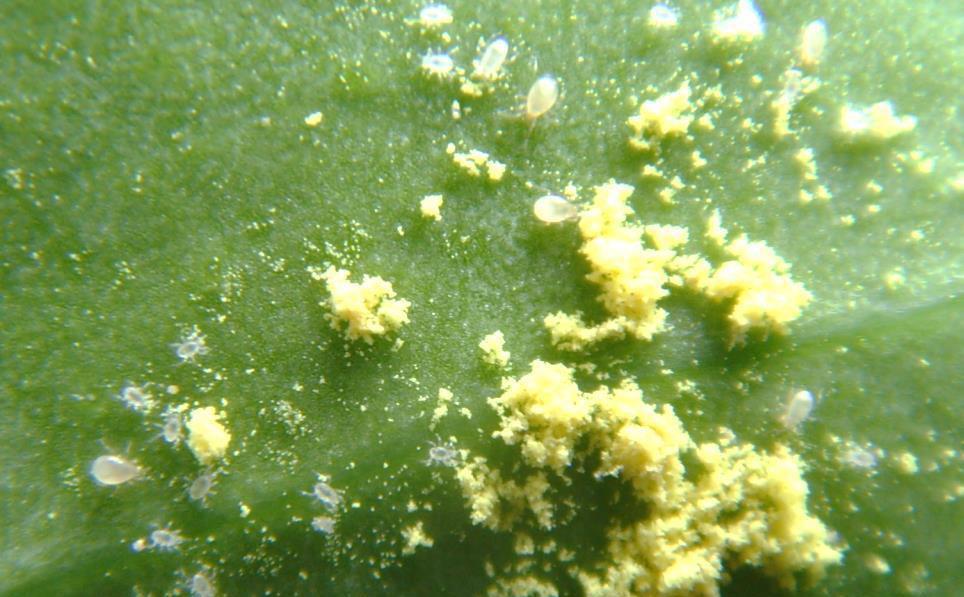 Nutrimite CO TO JEST? - Specjalnie selekcjonowany pyłek - Bardzo pożywny dla drapieżnych roztoczy CEL?