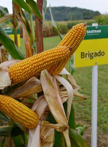 STRONA 6 Odmiany kukurydzy na biogaz / sezon 2019 ODMIANA KISZONKOWA NR 1! BRIGADO Podziękujesz za plony!