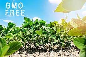 MLEKO BEZ GMO?