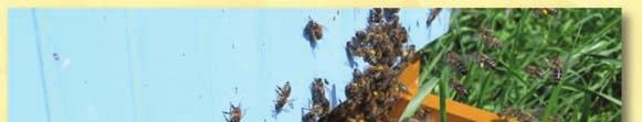 Przykład wzorcowego plastra Powrót pszczół z