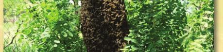 O wiele taniej można je zakupić w drugiej połowie lata, po zakończeniu towarowych pożytków pszczelich.
